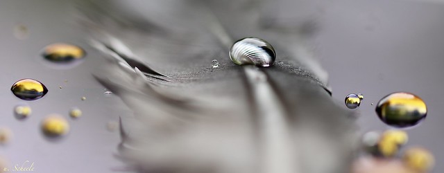 Drops with reflection, on a feather...