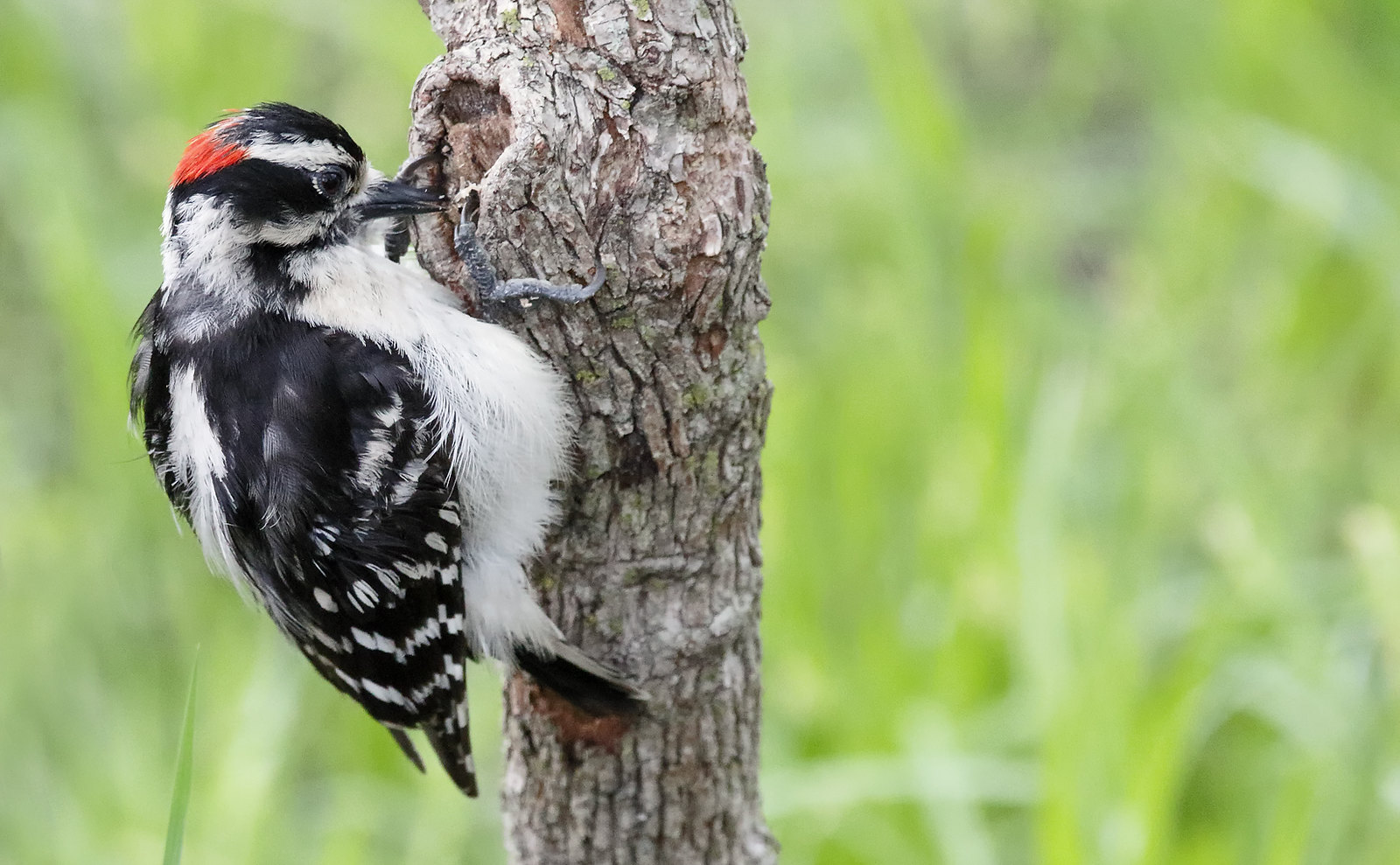 Downy Woodpecker [male]