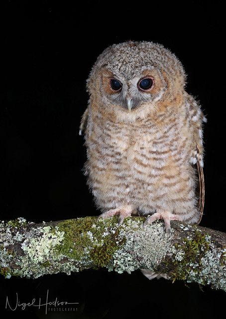 Tawny Owl Owlet