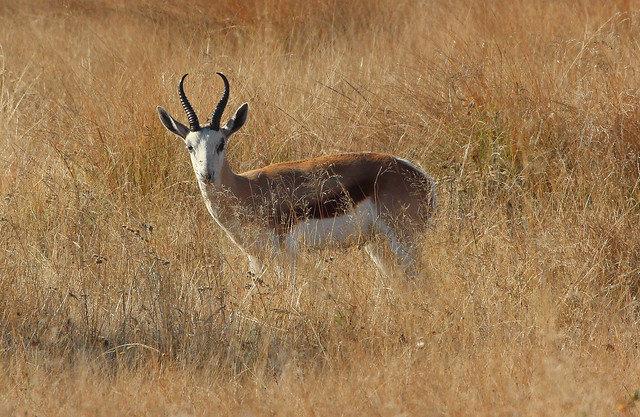 Antidorcas marsupialis (Springbok) - introduced