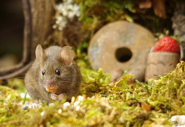 garden house mouse (3)