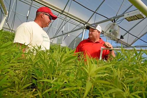 Broadway Hemp's Ryan Patterson (left) chats with Franklin County extension director Charles Mitchell during a tour of the Harnett County hemp farm.