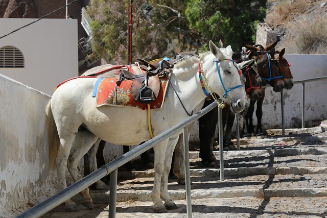 1st June 2018.  A Donkey Ride to Thera,  Santorini, Greece