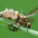 Fliegentöter (Fly Killer, Entomophthora muscae)