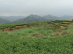 Joli paysage à Anxi