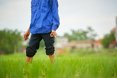 Farmer holding sickle in a rice Paddy