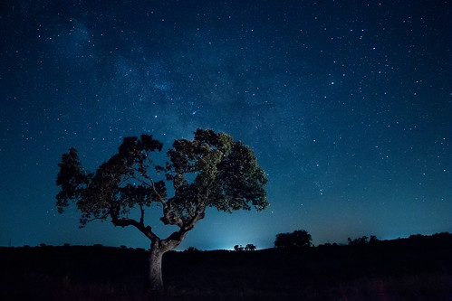 encina árbol fotografíanocturna estrellas víaláctea