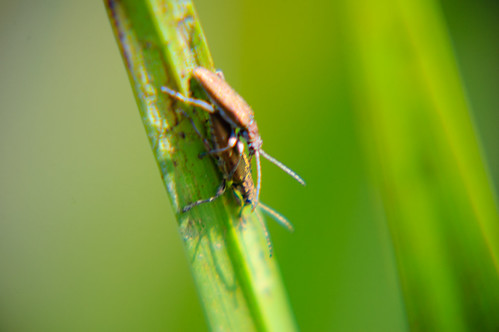 Reed beetles (Donacia vulgaris) mating