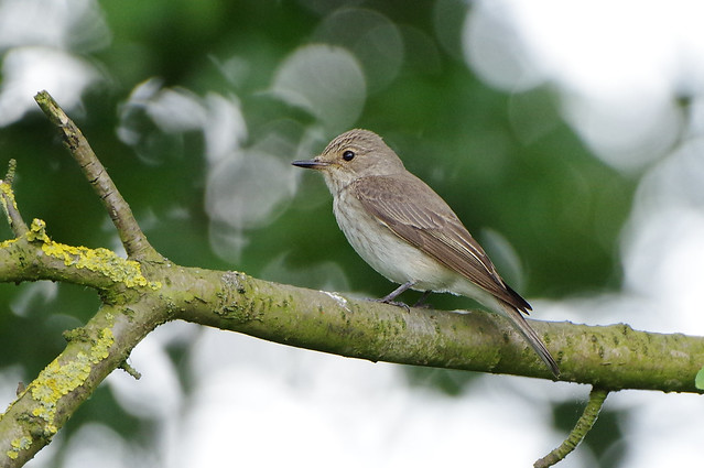 IMGP2915a  Spotted Flycatcher, Rutland Water, June 2018