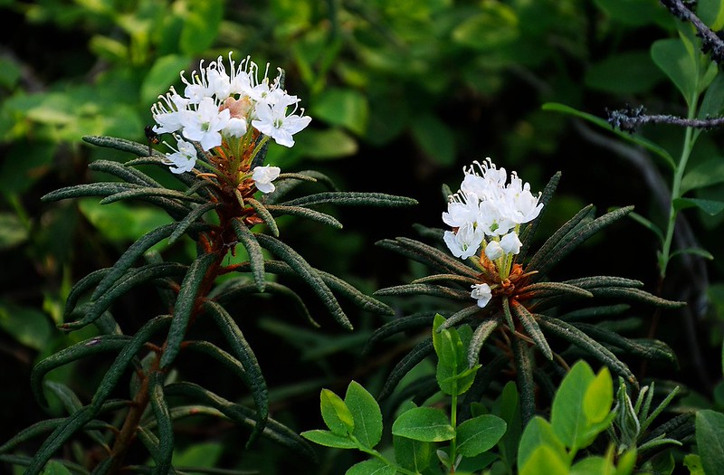 20180522-078F | Sumpf-Porst (Rhododendron tomentosum) im Tiveden-Nationalpark. Västergötland - Närke / Schweden, 22.05.2018