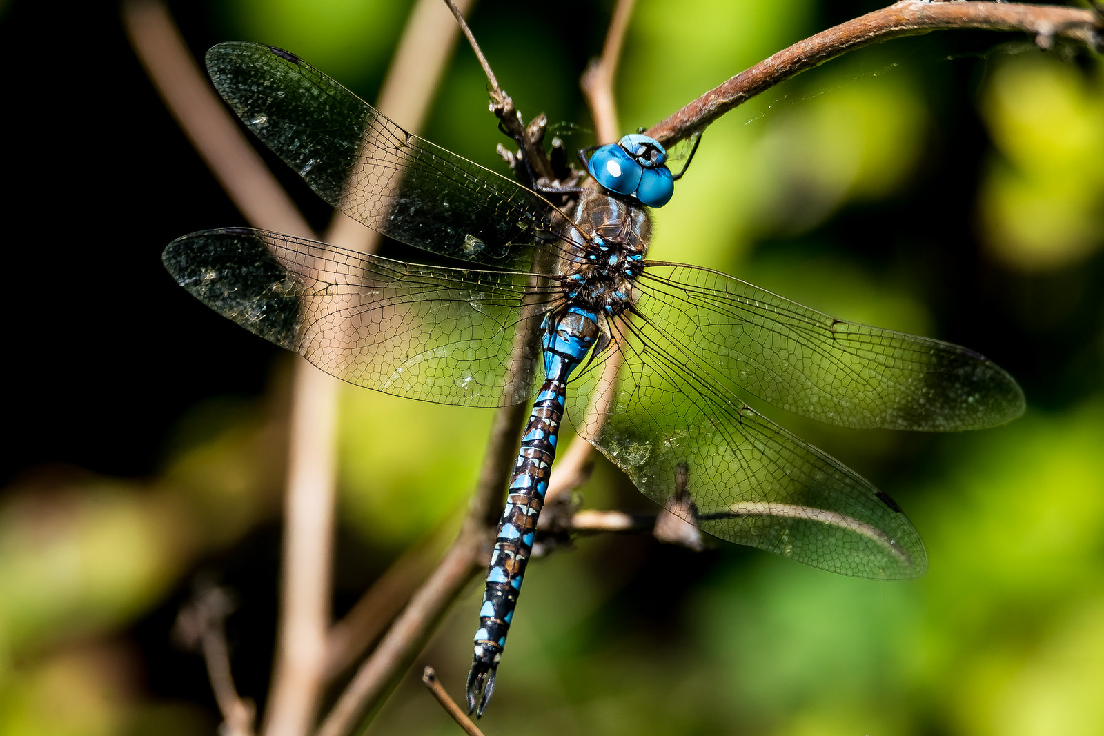 Dragonfly (blue-eyed darner)