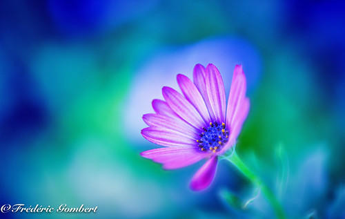 Blue Dreams | frederic gombert | Flickr