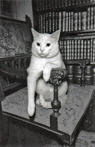 Cat belonging to Mlle Marie-Louise Haumesser, Paris | Flickr