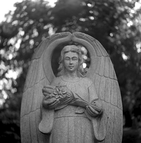 yashica635 twinlensreflex mediumformat 120film blackandwhitefilm acros100 caffenol cemetery angel statuary tree riverviewcemetery portlandoregon