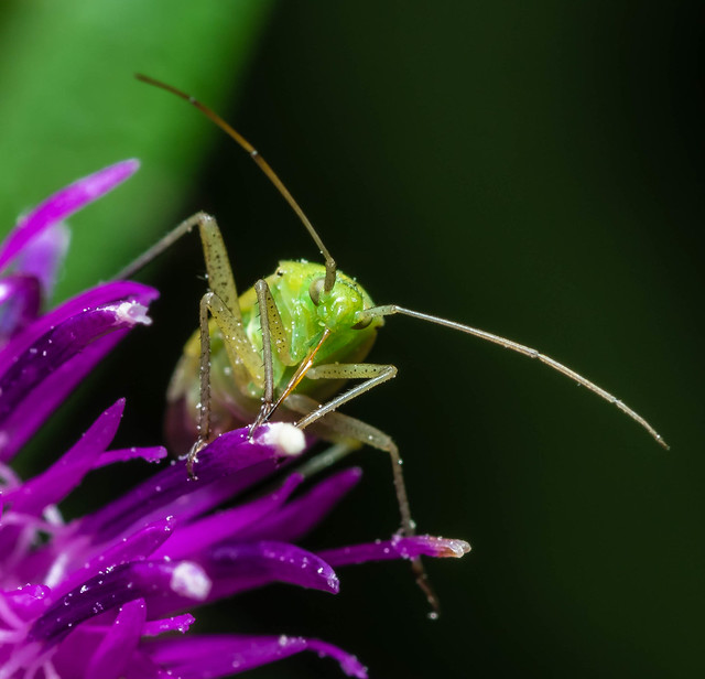 Miridae - Capsid Bug ---Please magnify---