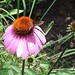 Flickr photo 'Northern Cloudywing skipper on purple coneflower' by: mccormacka.