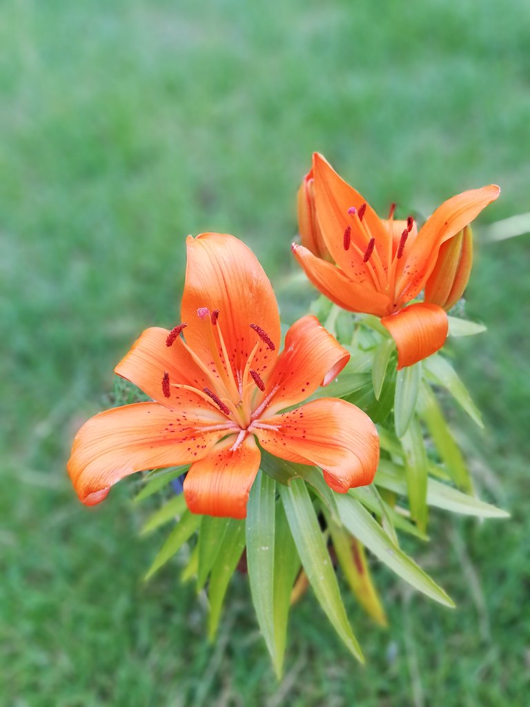 Orange Lily #lily #orangelily #huaweip20lite #huawei #p20 #flowers