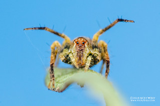 Lynx spider (Oxyopidae) - DSC_4773