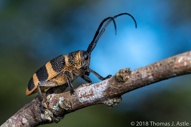 Longhorn Beetle - Mozambique