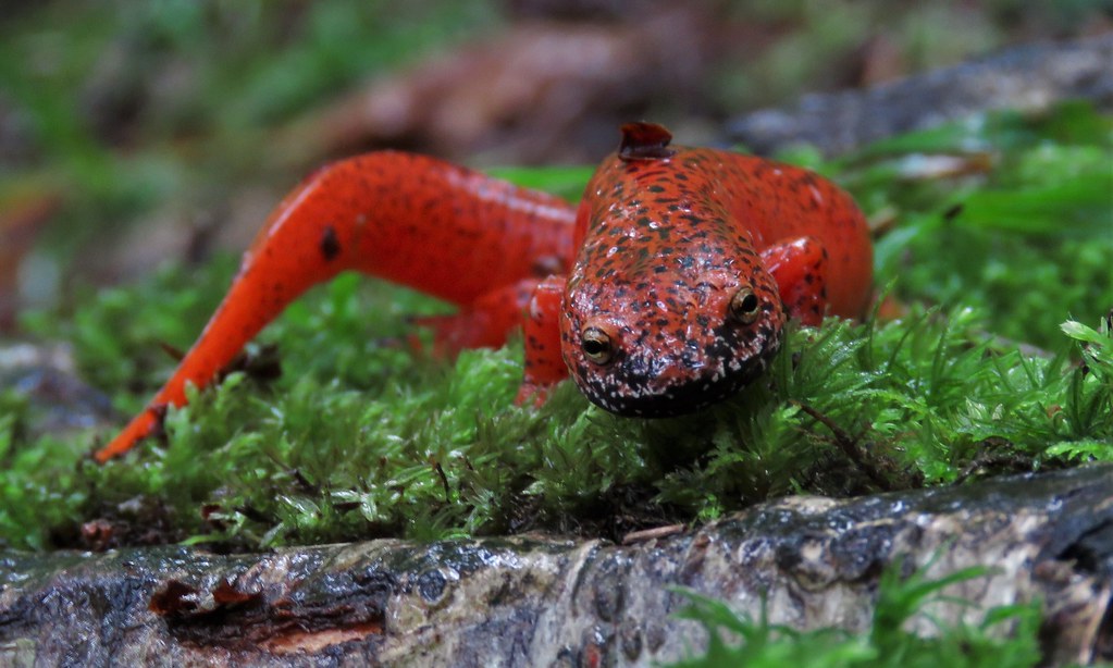Black-chinned red salamander--Shannon Welch