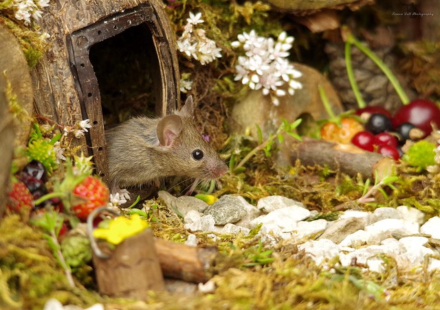 George the mouse in a log pile house (10)