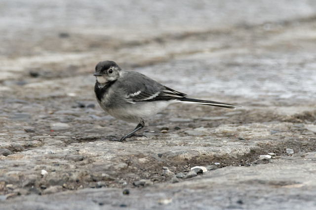 Pied Wagtail Juvenile