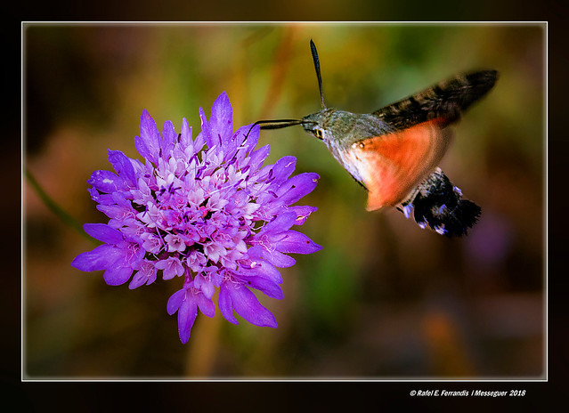 Bufaforats o papallona colibrí 12 (Macroglossum stellatarum) Hummingbird Hawk-moth