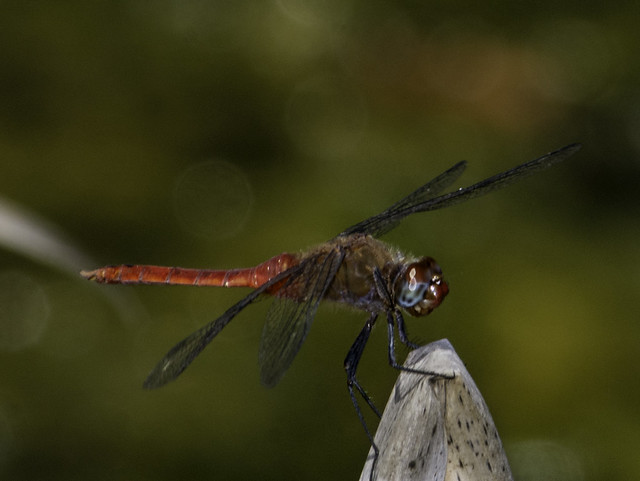 Red Dragonfly Surveying Santee Lakes