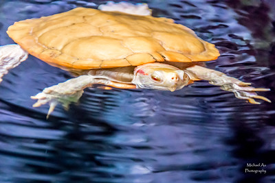 NC Aquarium Albino Turtle
