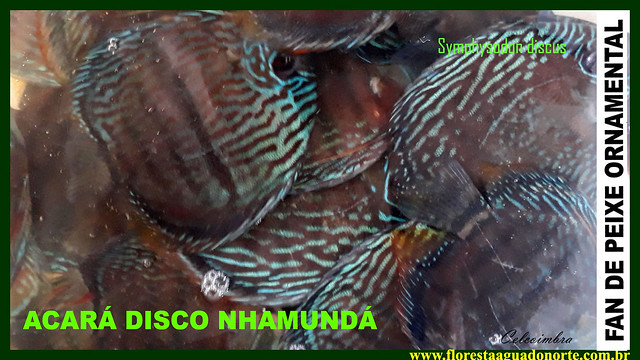 FAN DE PEIXE ORNAMENTAL - Wild Discus Nhamunda - Acará Disco Selvagem – Symphysodon discus – Carmen Coimbra