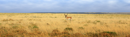 gecondit grantcondit landscape nm newmexico range antelope pronghorn wildlife animal 6d southwest nmtrue panorama