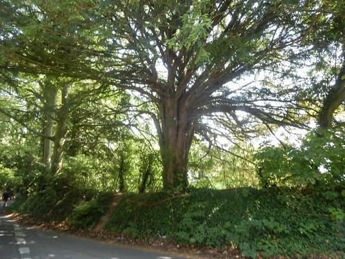 Big tree Shoreham figure of 8