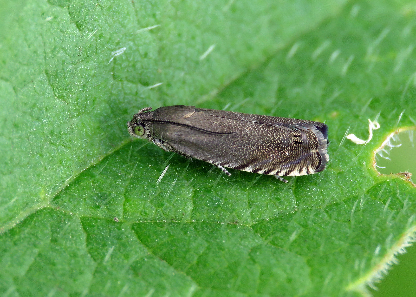 49.324 Pea Moth - Cydia nigricana