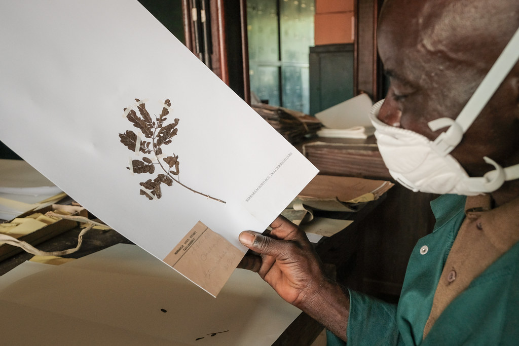 Working on the archive of the herbarium in Yangambi, DRC.