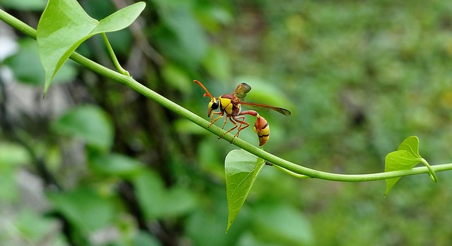 Potter Wasp - Female - on Ivy Plant - our Backyard