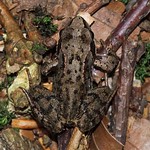 Grasfrosch (Common Frog, Rana temporaria)