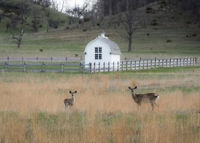 Whitetail Posers