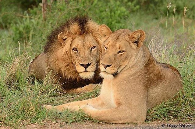Lion Facts: 25 Facts about Lions that you may not have known before - Lions Are Endangered Species