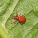 Mennigroter Ampfer-Spitzmausrüssler (Red Apion Seed Weevil, Apion frumentarium)