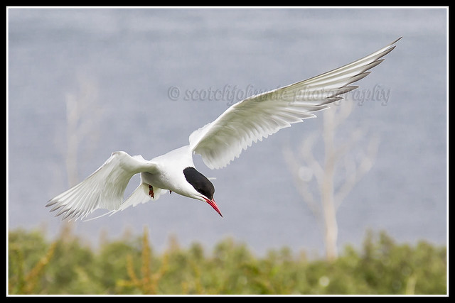 IMG_0029 Arctic Tern