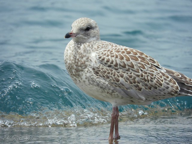 Juvenile Seagull