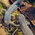 Bergmolche (Alpine Newt, Ichthyosaura alpestris)