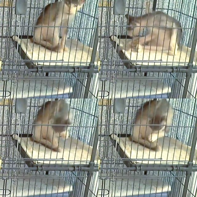 Today on the DoozyCam: Doozy gets up on the platform and does a little grooming. When I was in his room last night, for the first time he didn't run and hide in his carrier! Progress or just laziness? #helpdoozy