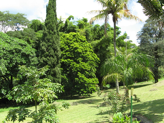 jardins em Mococa. in center,  a pau brasil, caesalpinea echinatta, leguminosae