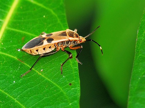 Bug | by NatureInYourBackyard