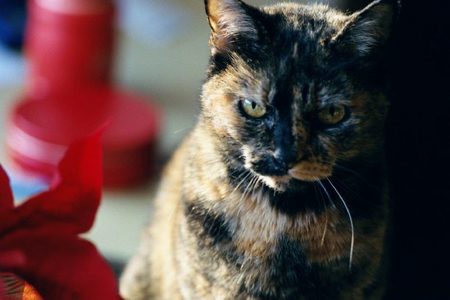 Tabitha the tortoise-shell cat | My old companion, once call… | Flickr