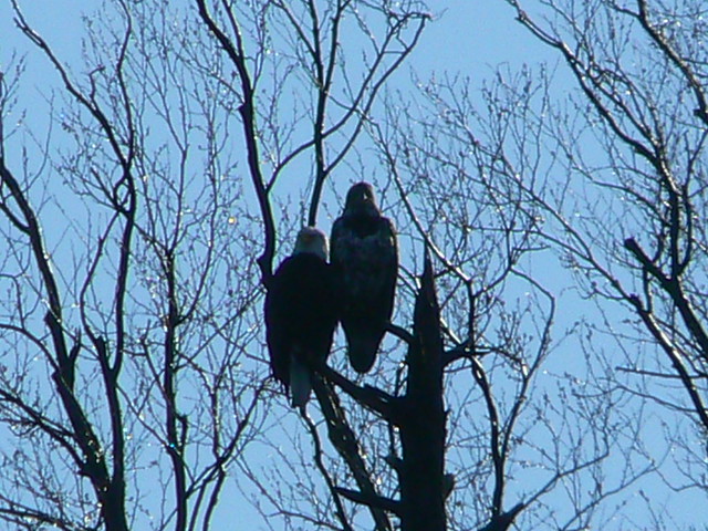 Eagle pair