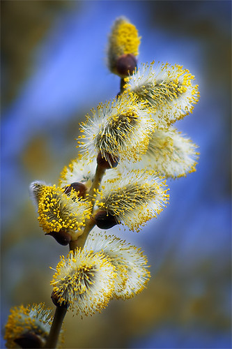 Blooming willow II. | by FotoBob#