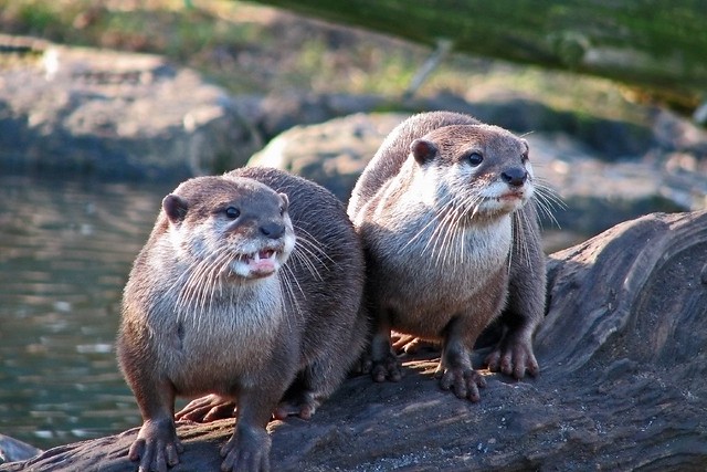 Otters, Chester Zoo