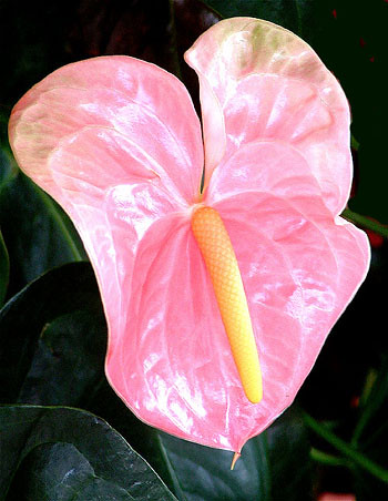 anthurium roz | Source: wikipedia GNU 1.2 license Image used… | Flickr
